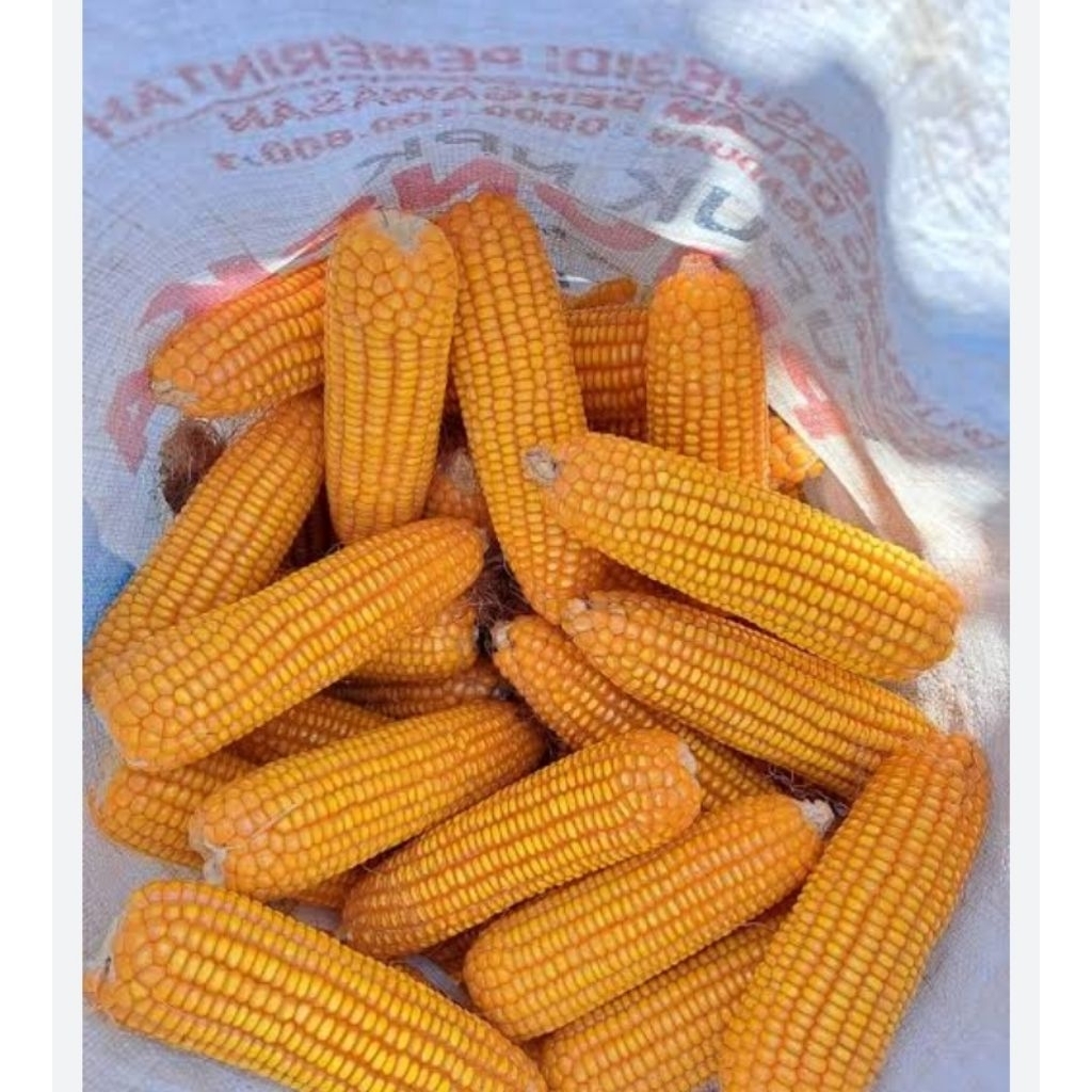 

GROSIR!!500 GRAM JAGUNG PERKASA
