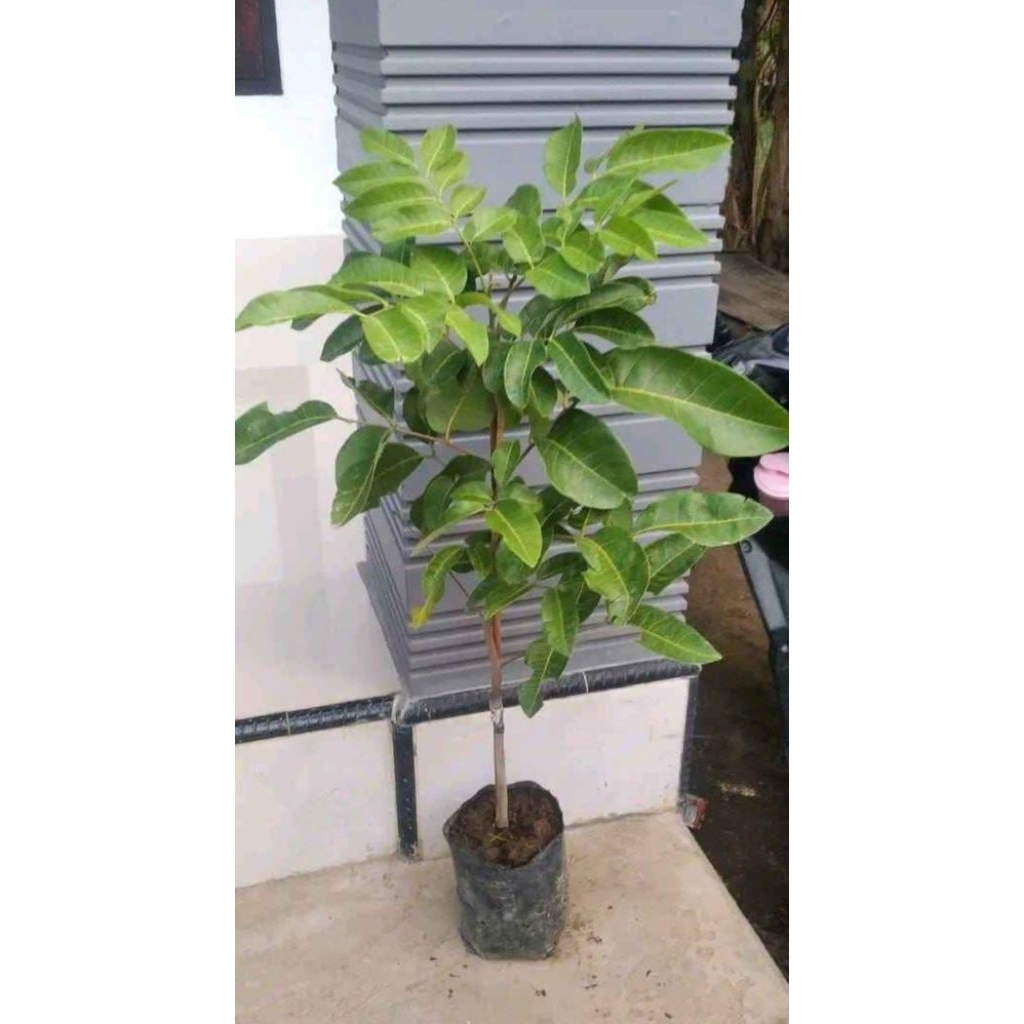 

Klengkeng matalada okulasi/stek (unggul berkualitas)