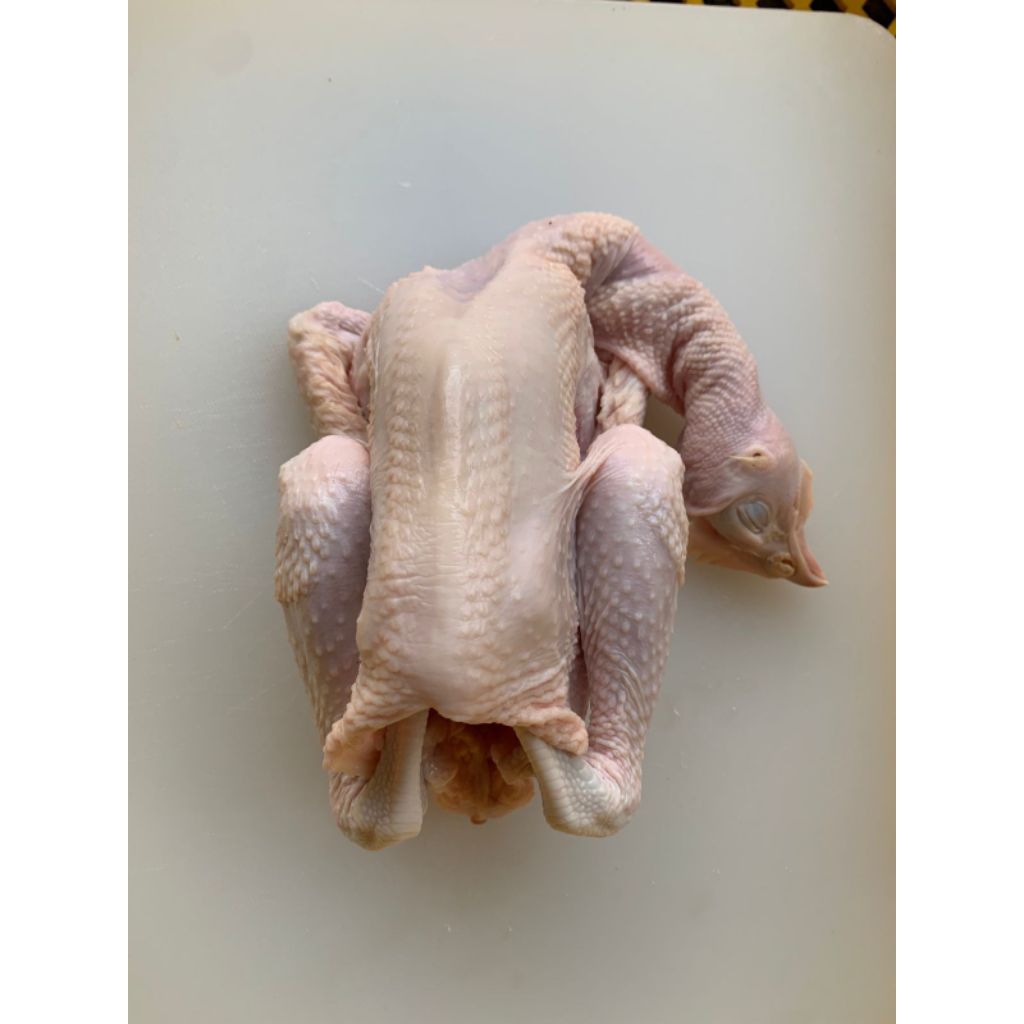 

Ayam Pejantan Utuh Fresh dan Froozen