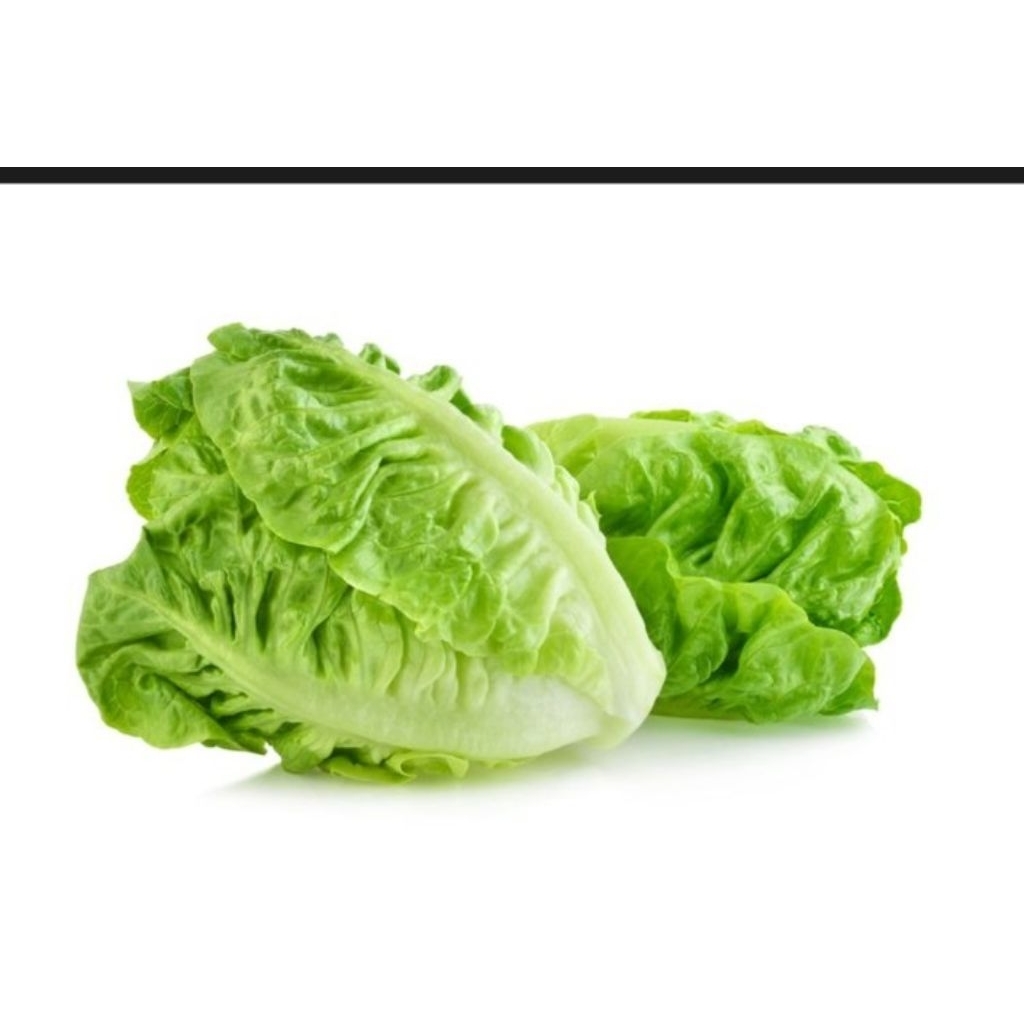 

Selada Romaine Lettuce