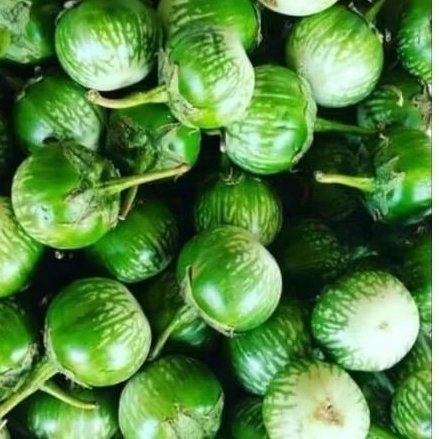 terong hijau/terong lalap