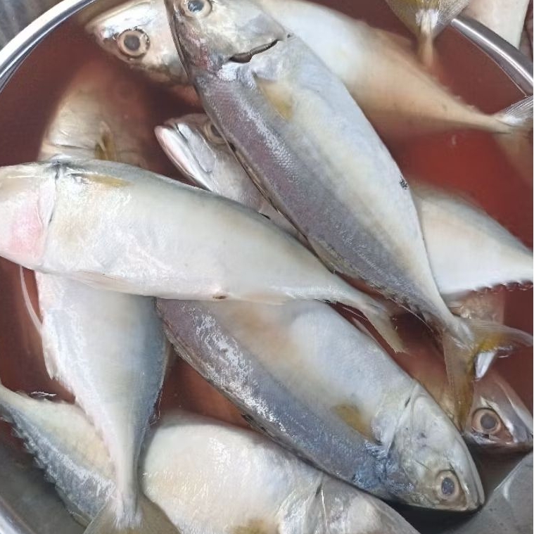 

INSTAN KOTA JAMBI Ikan Kembung Fresh Segar 500gr