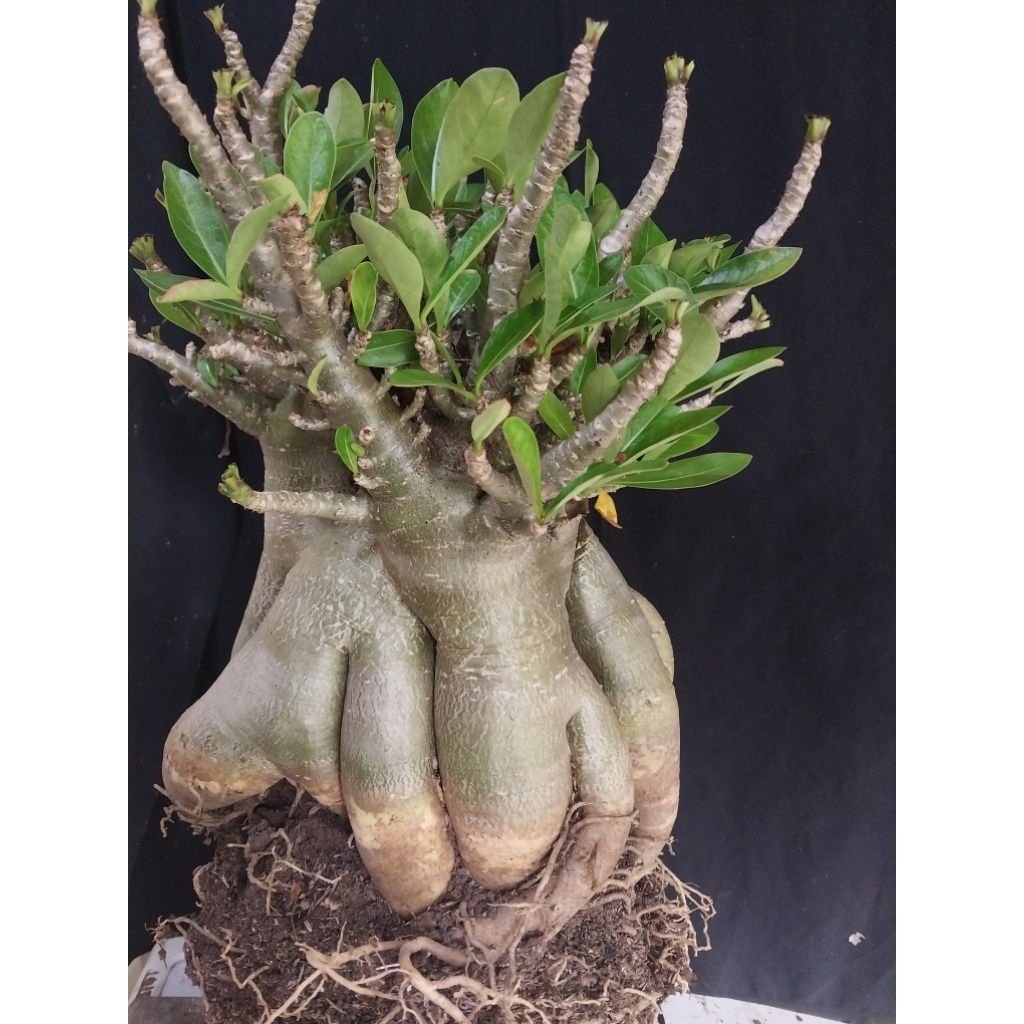 Adenium Arabicum Hibrid Godji BMK Ory Prokar