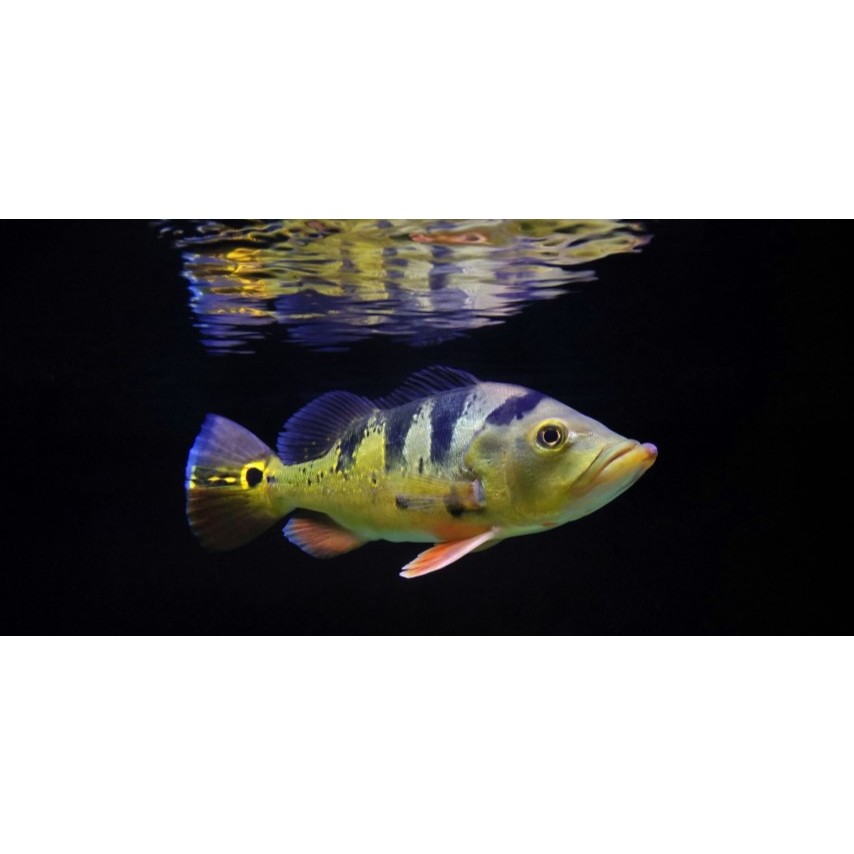 Ikan Predator Peacock Bass Pbass Monoculus