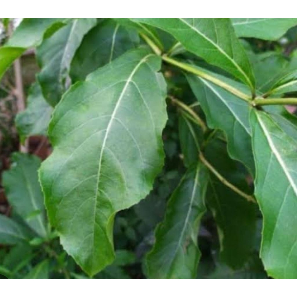 

Daun senggugu segar daun srigunggu fresh 100 lembar pilihan