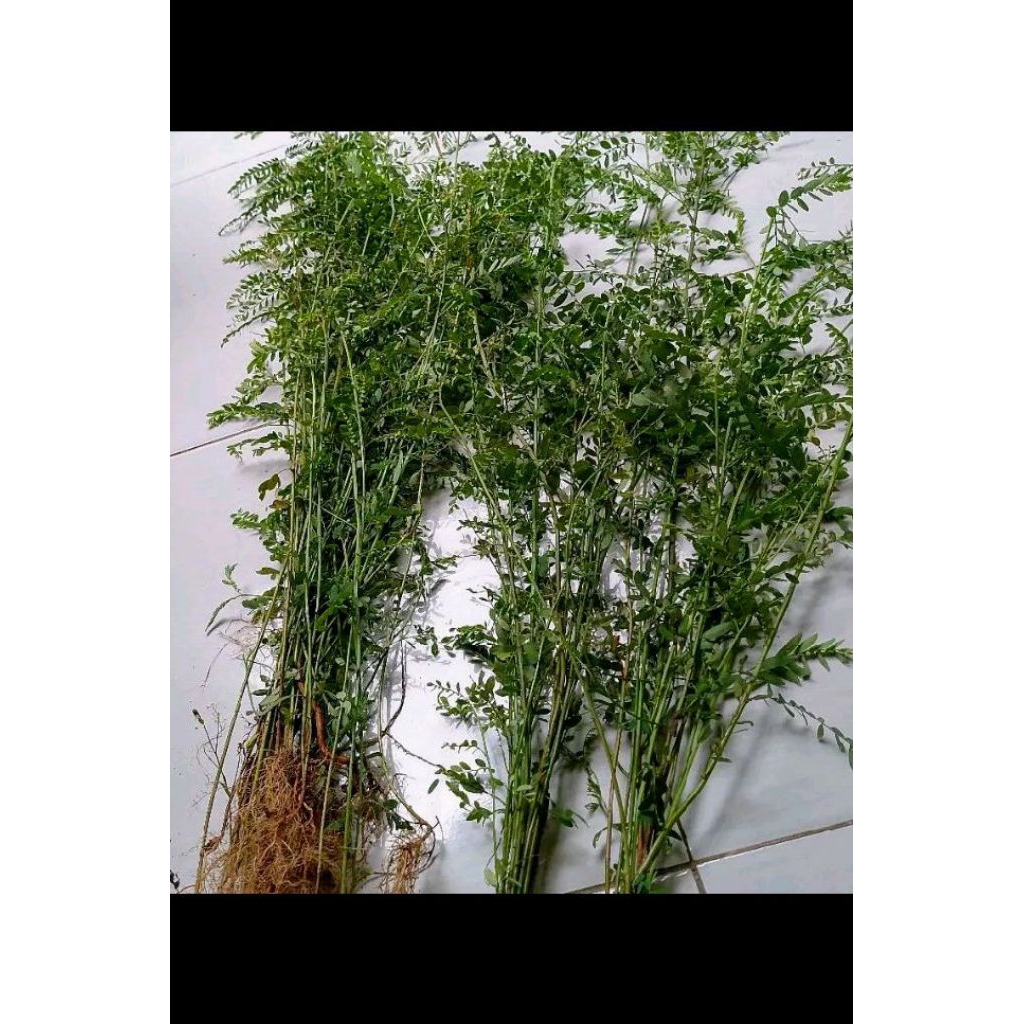 

Meniran segar 100 gram Meniran herbal