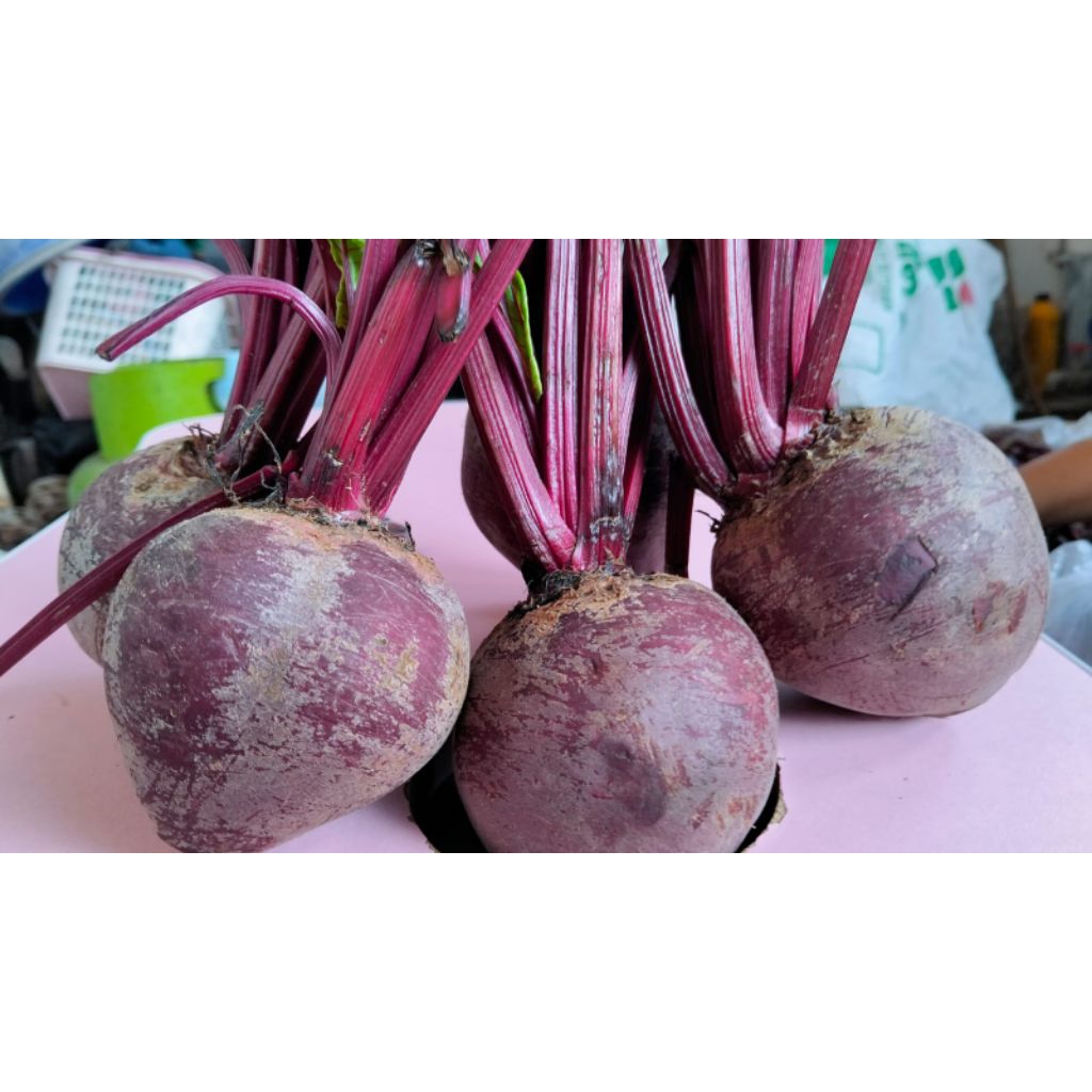 

Buah beet organik fresh baru petik dari kebun. Harga /500 gram 12000