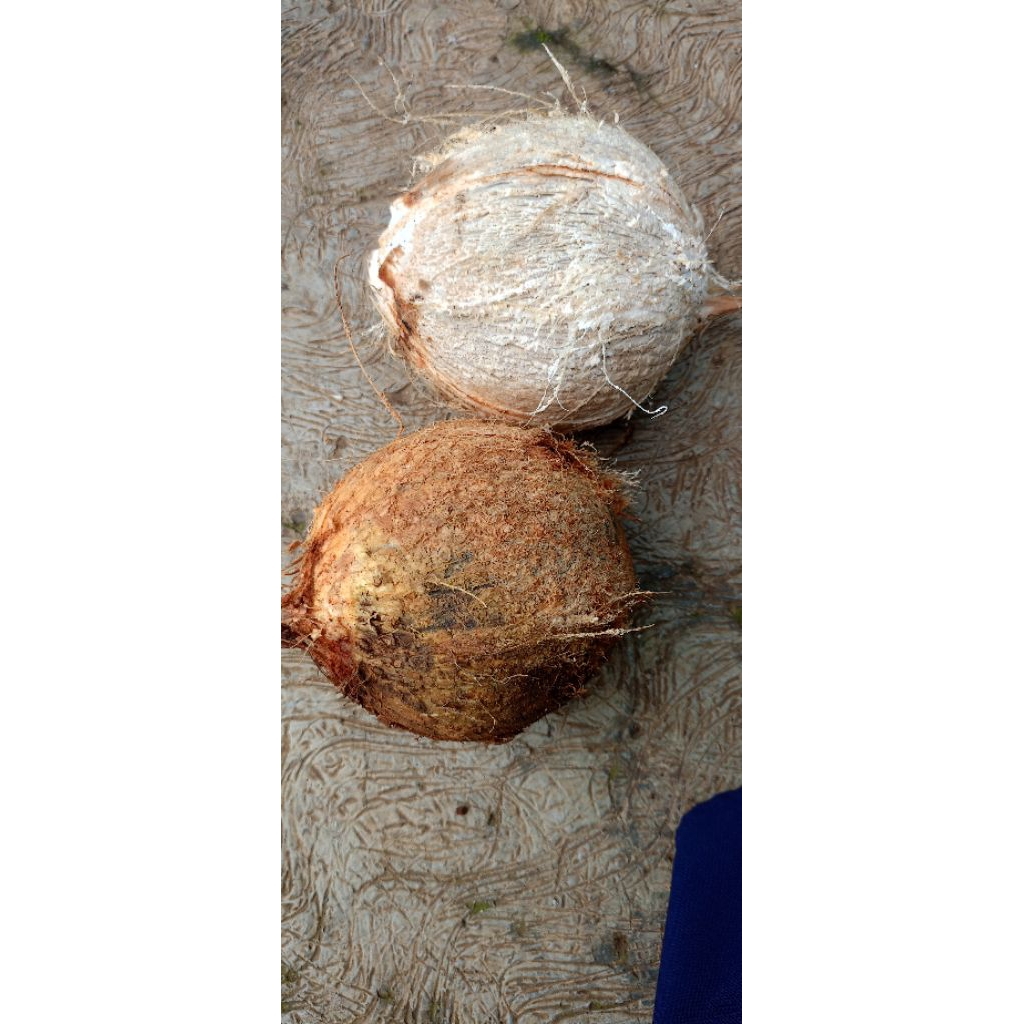 

kelapa tua santan 1butir