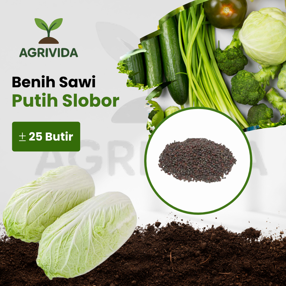 Benih Sawi Putih Slobor 25 Butir