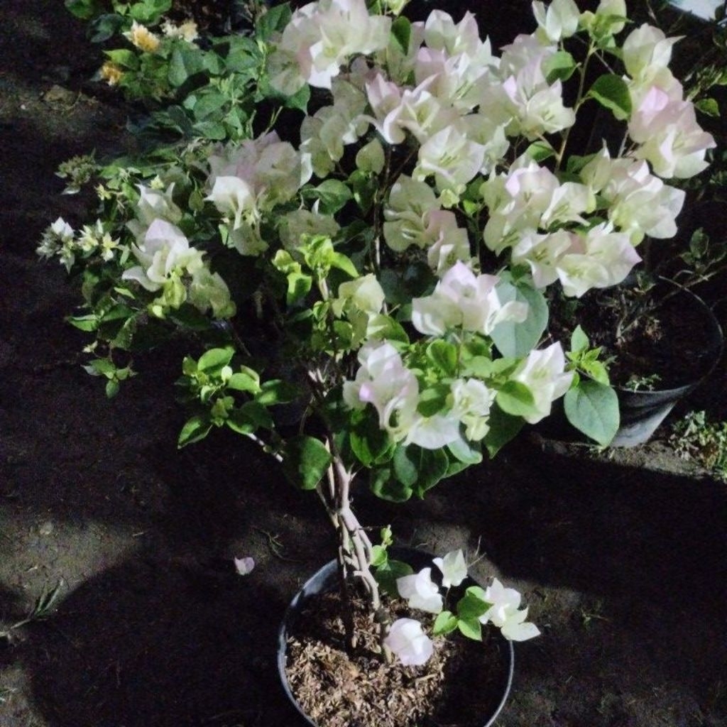 Bougenville Bengawan solo