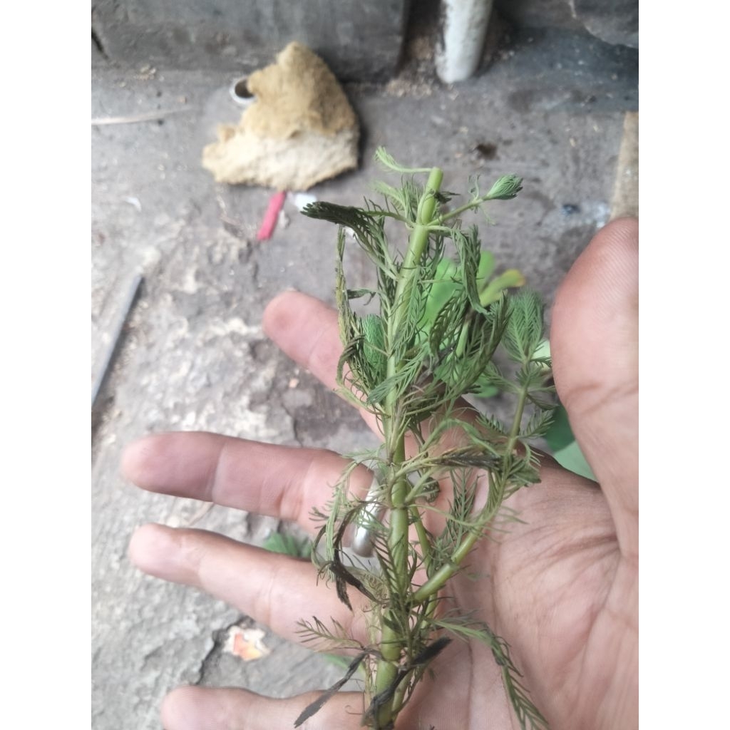 tanaman pakis air