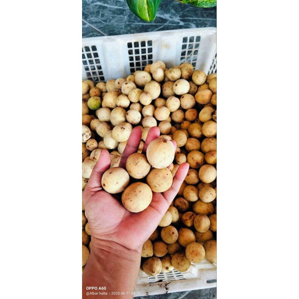 

Buah duku Lampung harga per 1 kilogram
