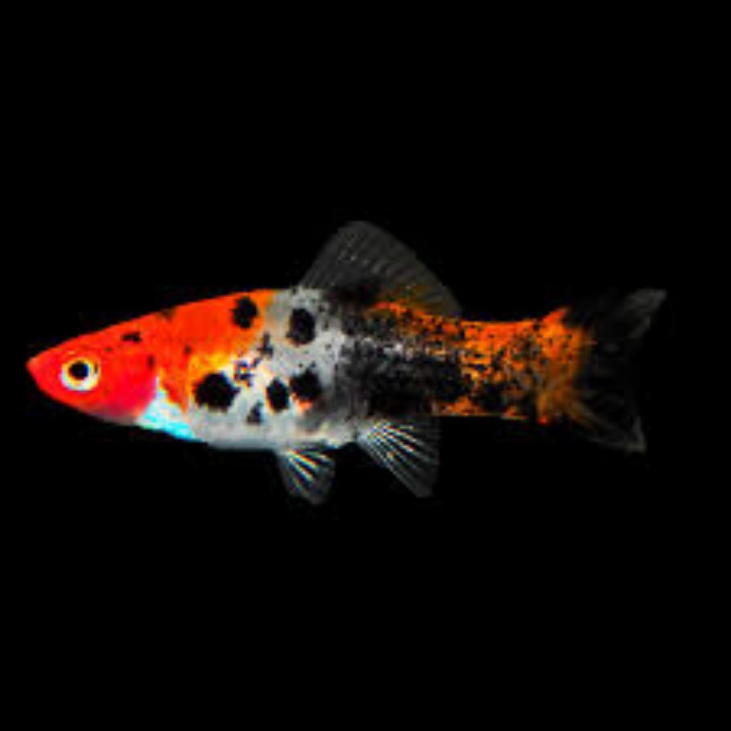 Ikan hias platy sanke size m