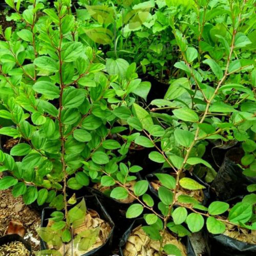 Pohon Bidara Herbal Asli Bidara Arab premium Tanaman Bidara