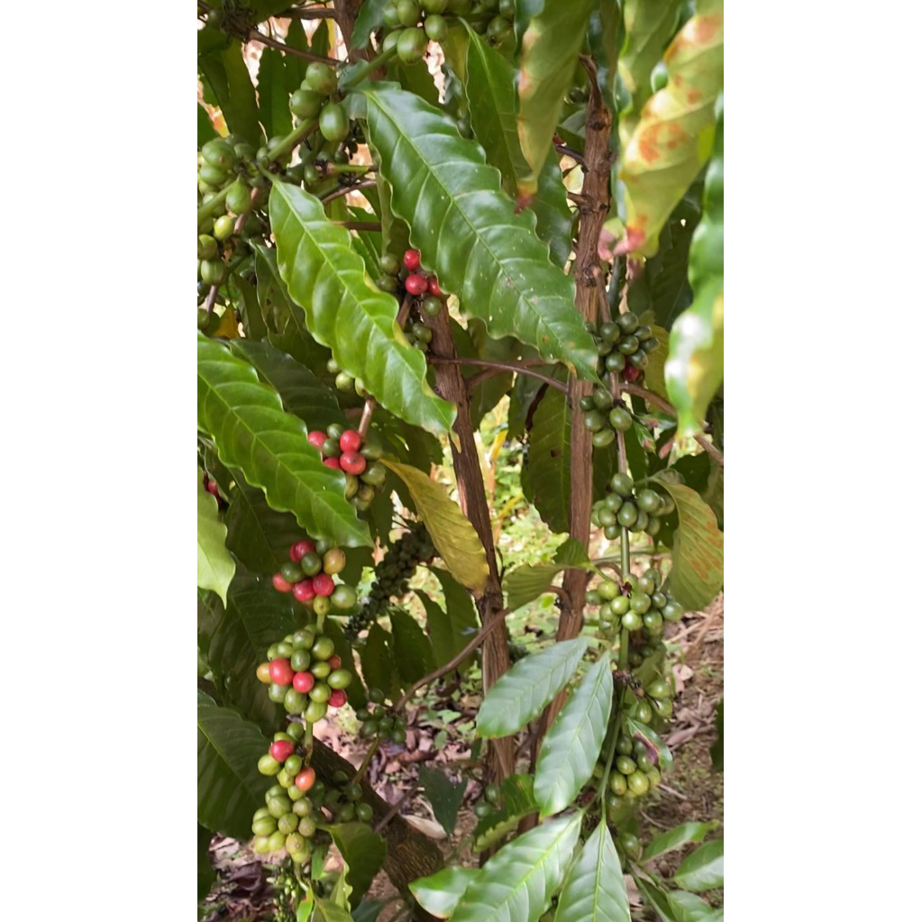 Bibit Kopi Arabika super || Bibit Kopi || Kopi Unggulan