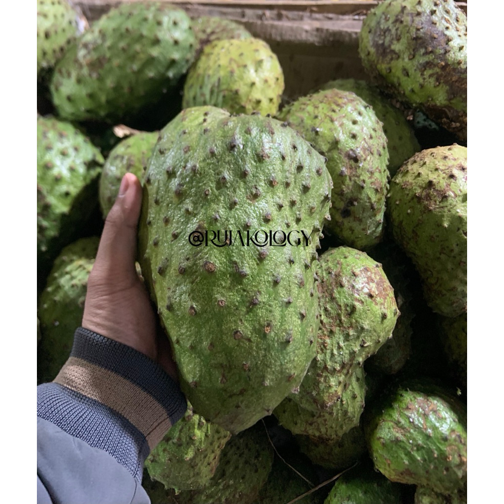 

BUAH SIRSAK / SIRSAT SEGAR