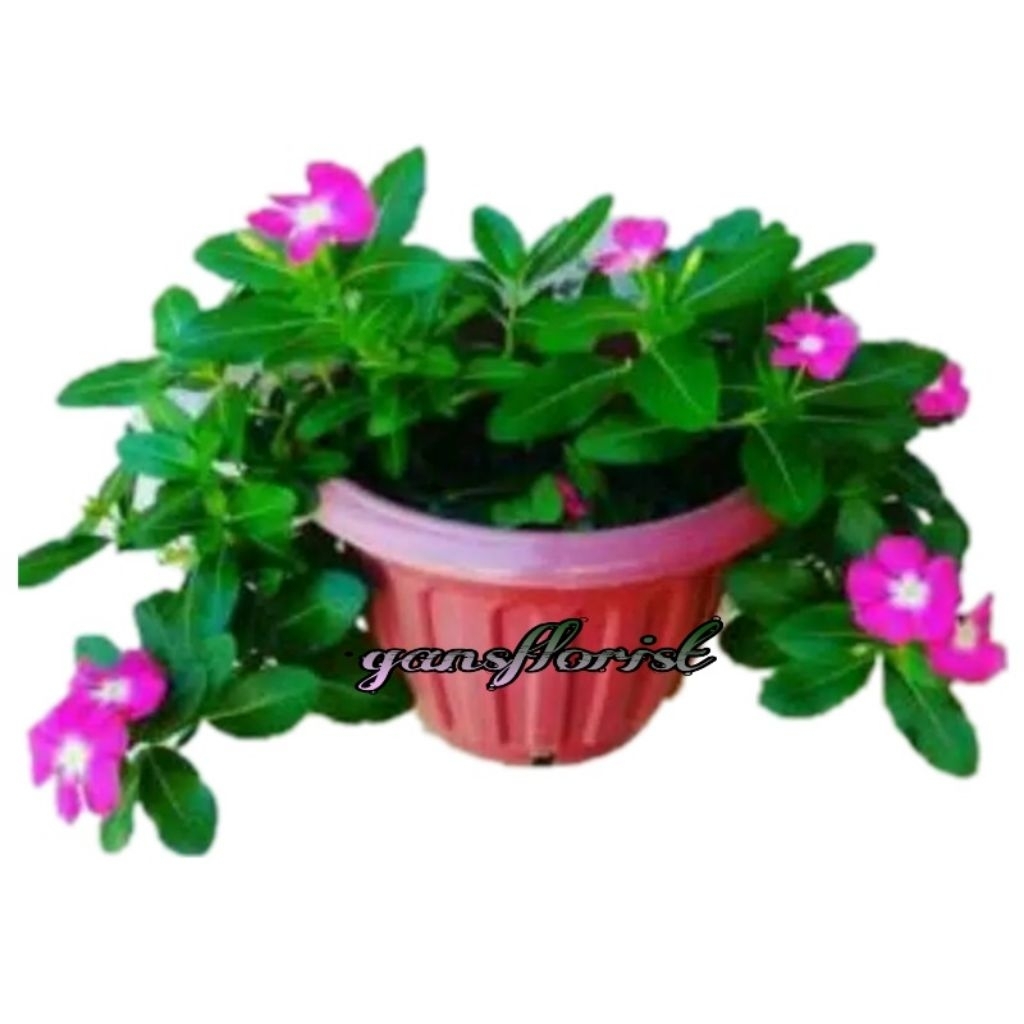 tanaman hias gantung vinca juntai