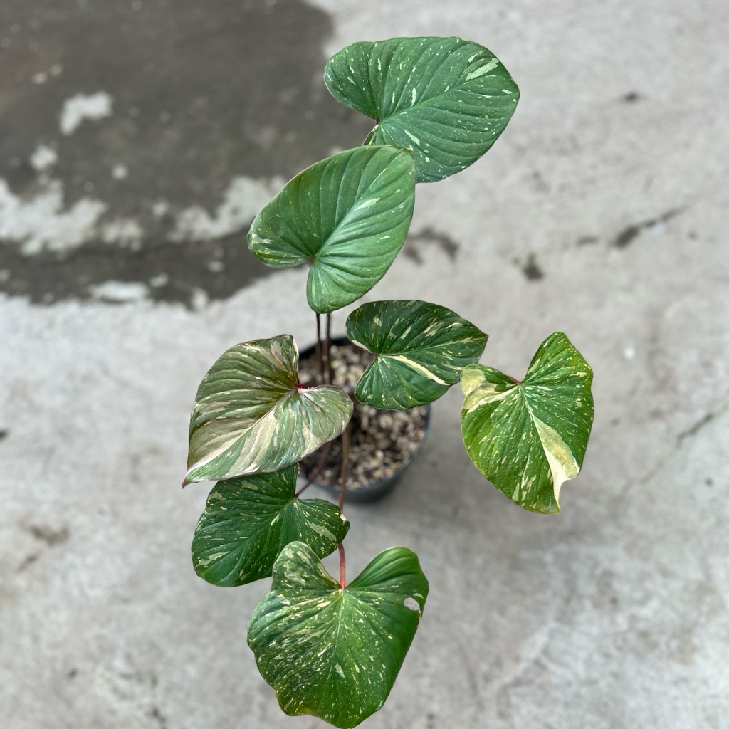 Homalomena Stardust Thailand Variegata Real Pict