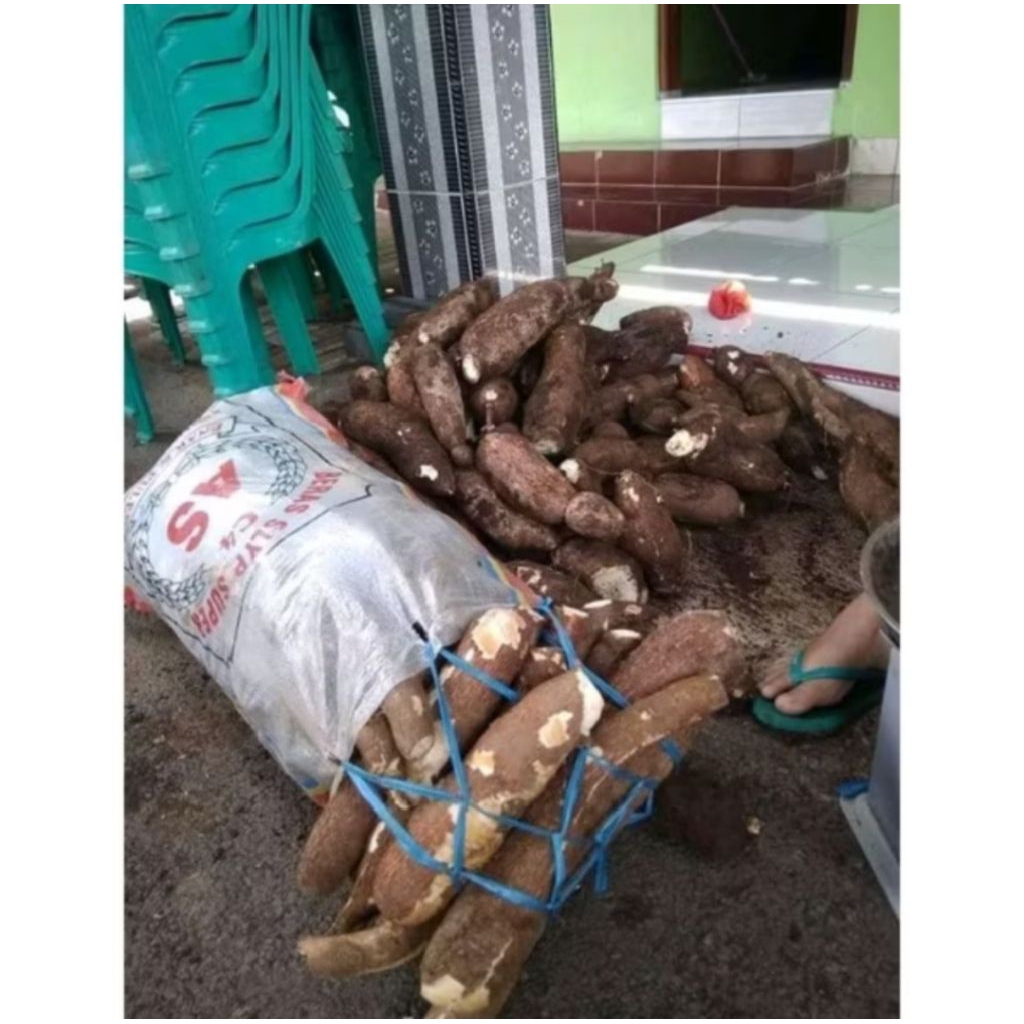 

Singkong mentega per 1 kg