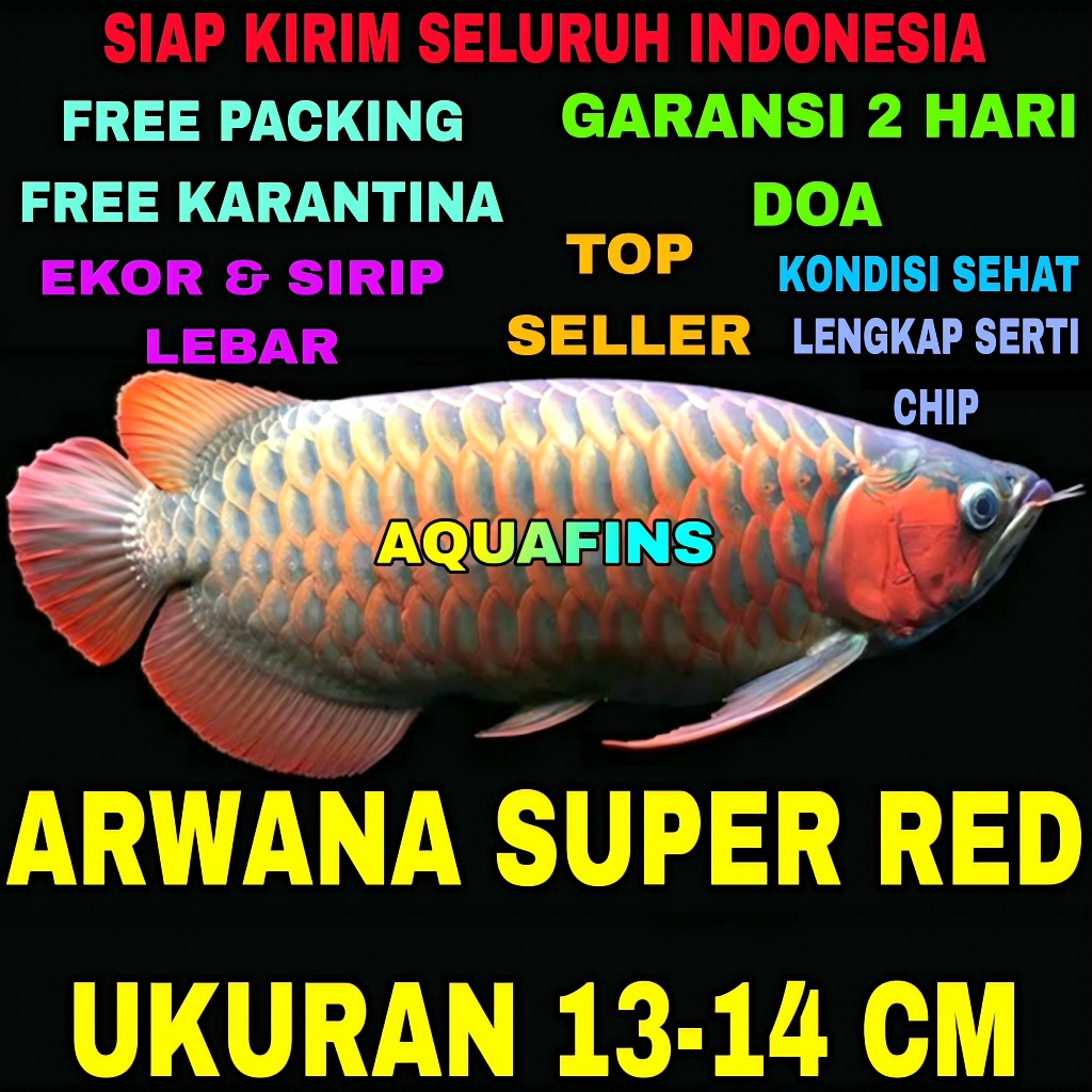 HIASAN ARWANA SUPER RED DRAGON SCLEROPAGES FORMOSUS UKURAN 13-14 CM
