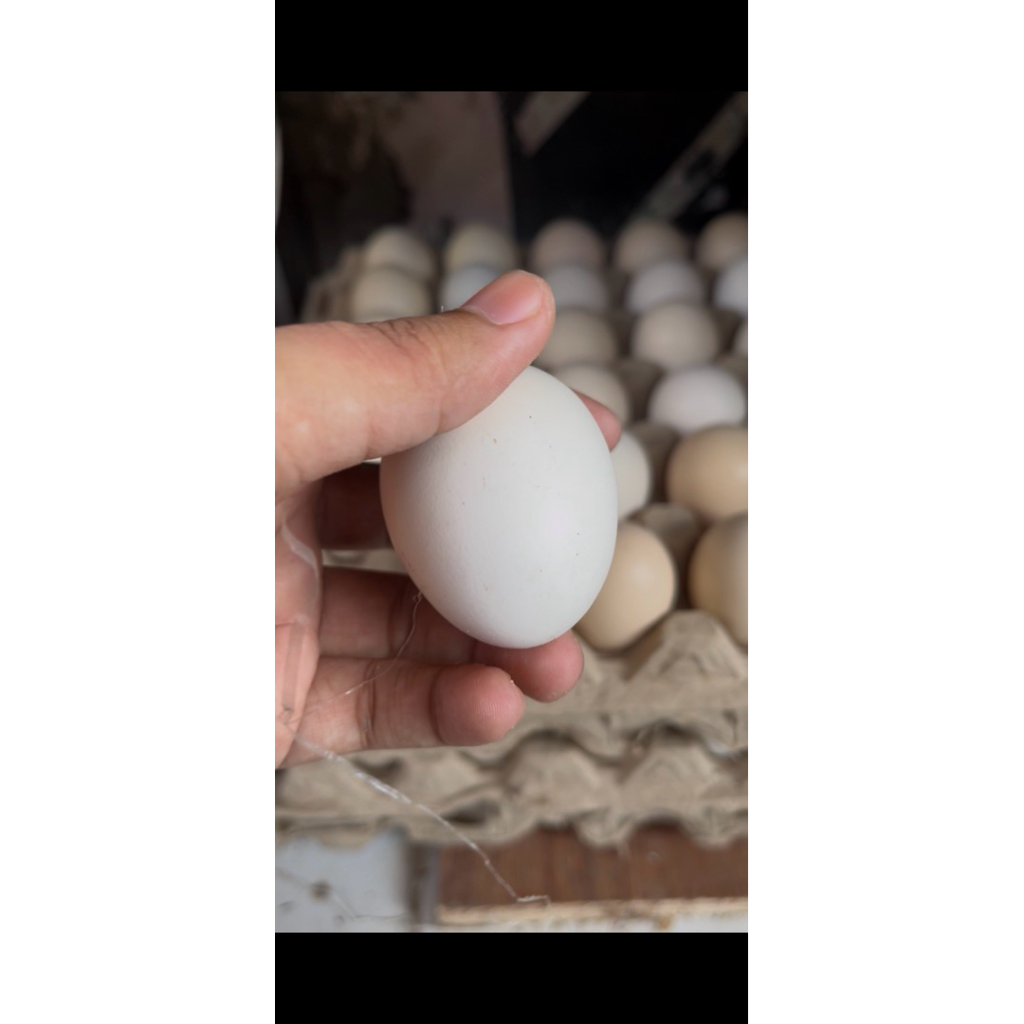 

RAJATELUR | Telur Ayam Kampung | Per Butir