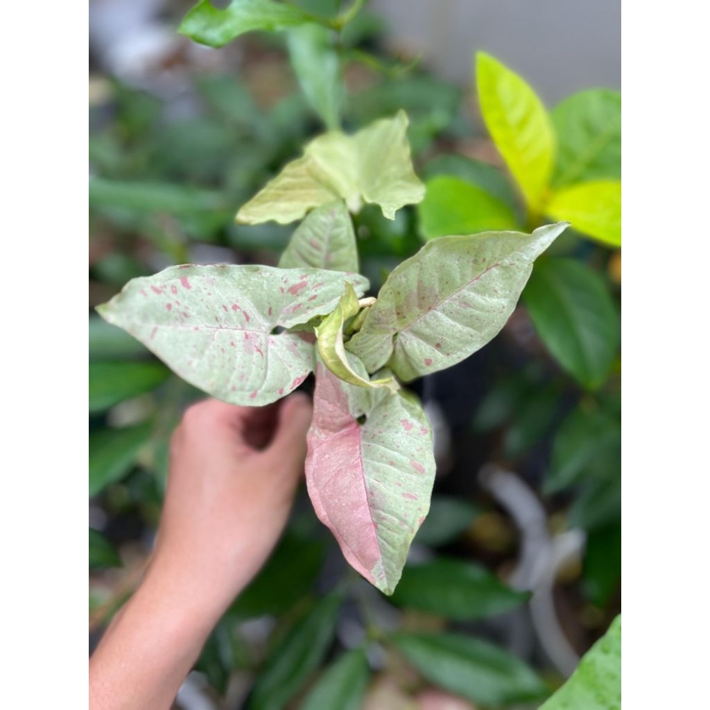 singonium milk confetti