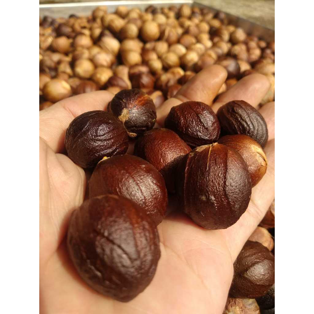 

Biji Pala Kering Hitam Bogor (Jual satuan per biji)