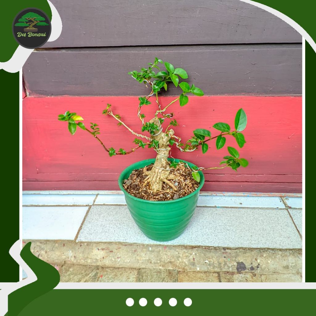 Bonsai Sancang mini hidup ( bakalan )