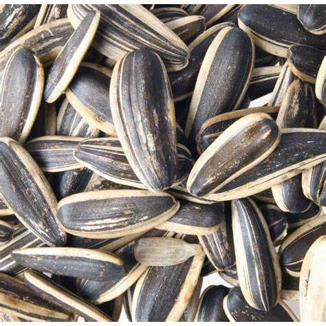 

Kuaci Biji Bunga Matahari MANIS 500GRAM - Sunflower Seed - Kwaci Matang - Kuaci Rasa Manis