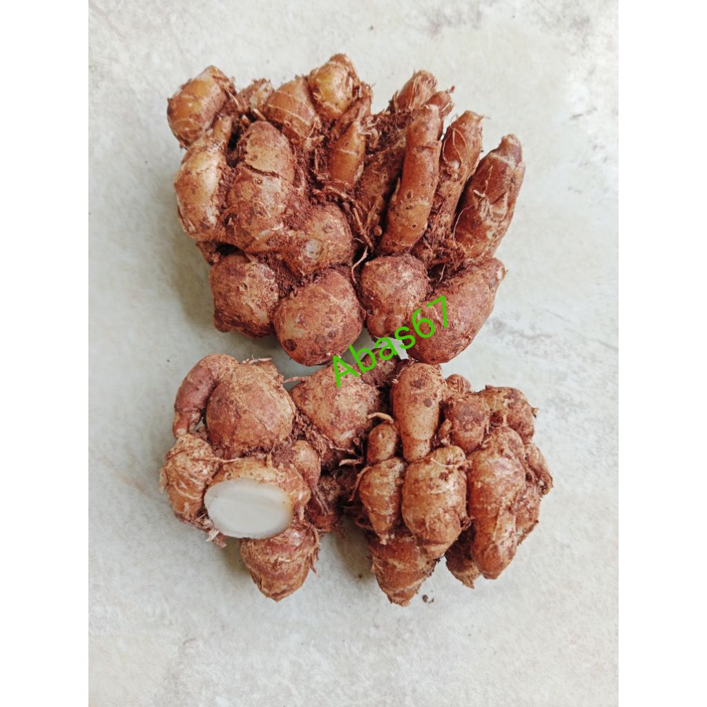 

Kencur/cikur segar 1kg bumbu seblak