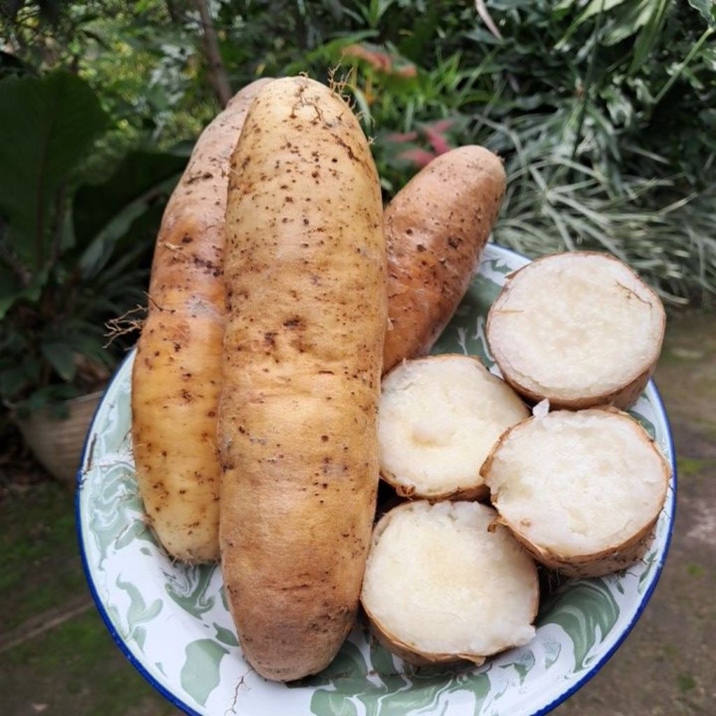 

GEMBILI KETAN PUNEL/UBI GEMBILI FRESS 1KG