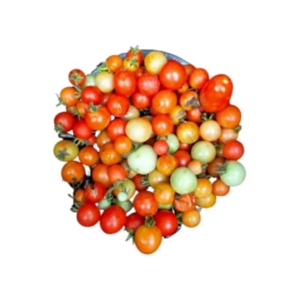 

CUNG KEDIRO 100 gram - Palembang