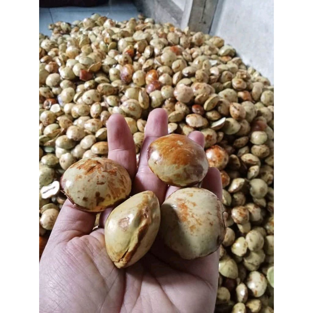 

Jengkol tua kondisi masi seger frees.500gram