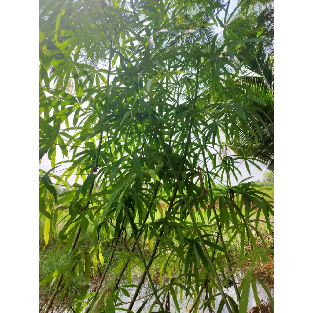 

batang ketela sayur