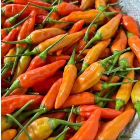 

250 gram cabe rawit segar langsung petik dari petani