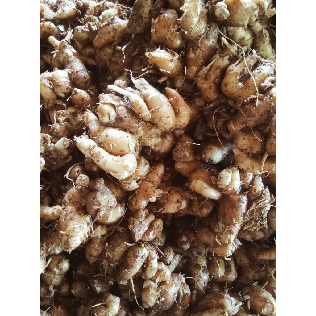

KENCUR TUA 1Kg