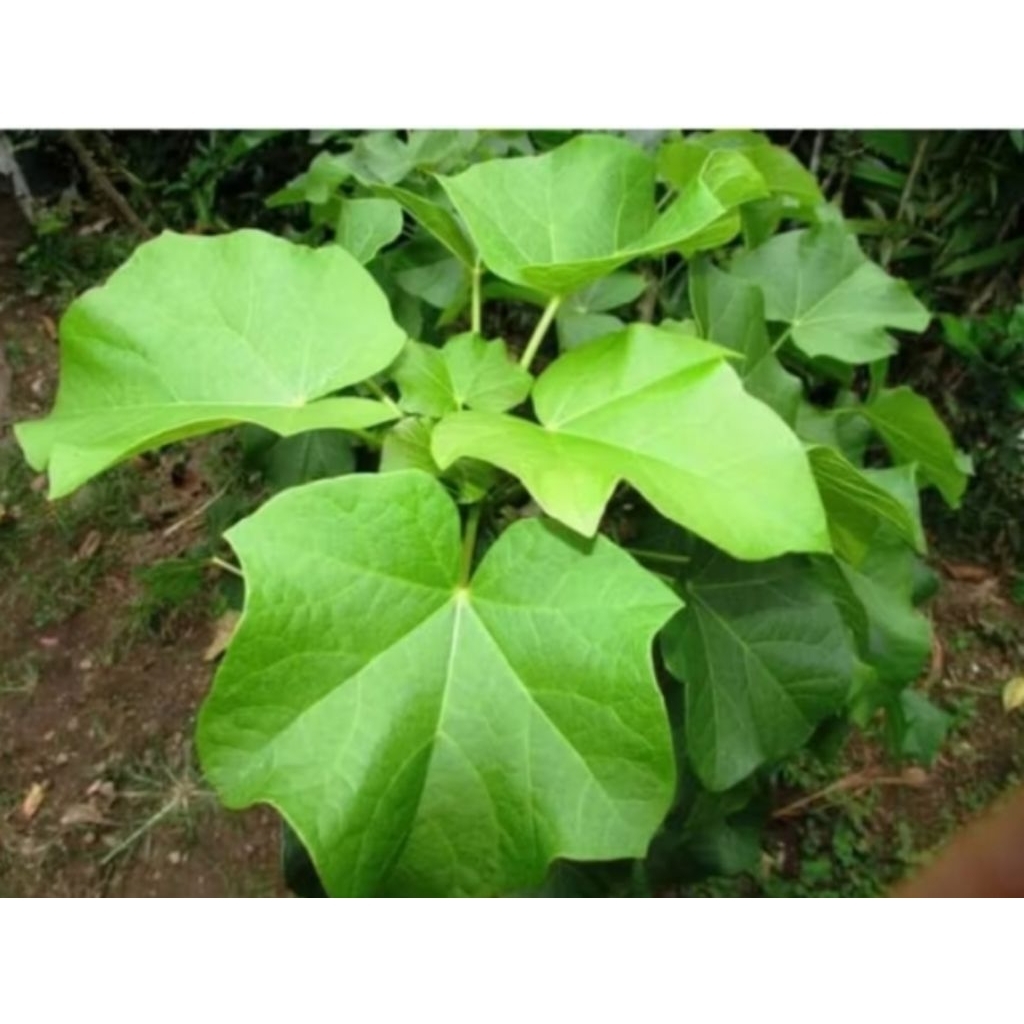 

250gram daun jarak pagar segar organik/daun jarak herbal