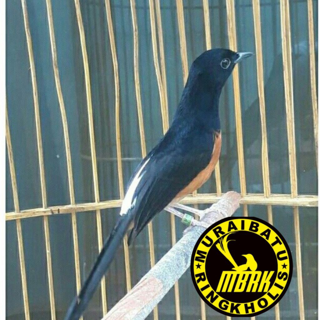 

telur murai batu jawara medan