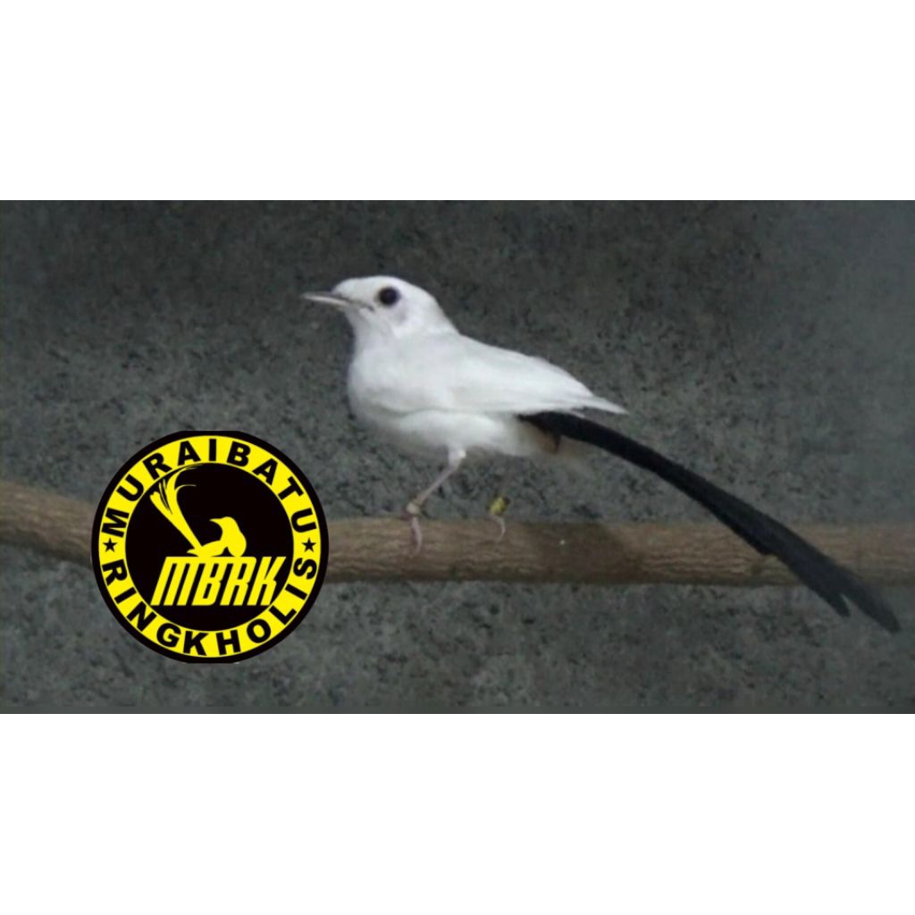 promo Telur Murai Batu Panda Ekor Panjang fertil - siap menetas