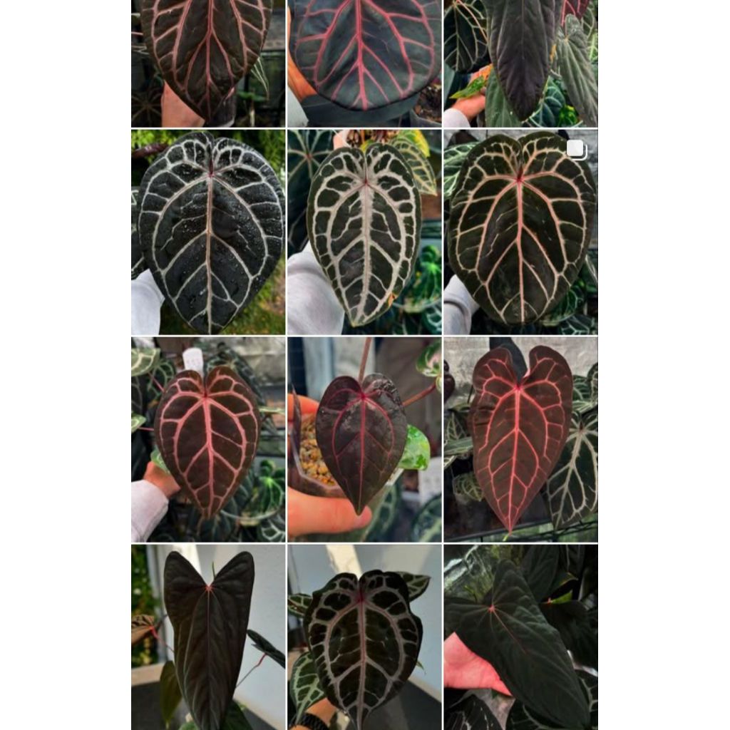 ANTHURIUM KOS (HU) TIGER X RED NSE