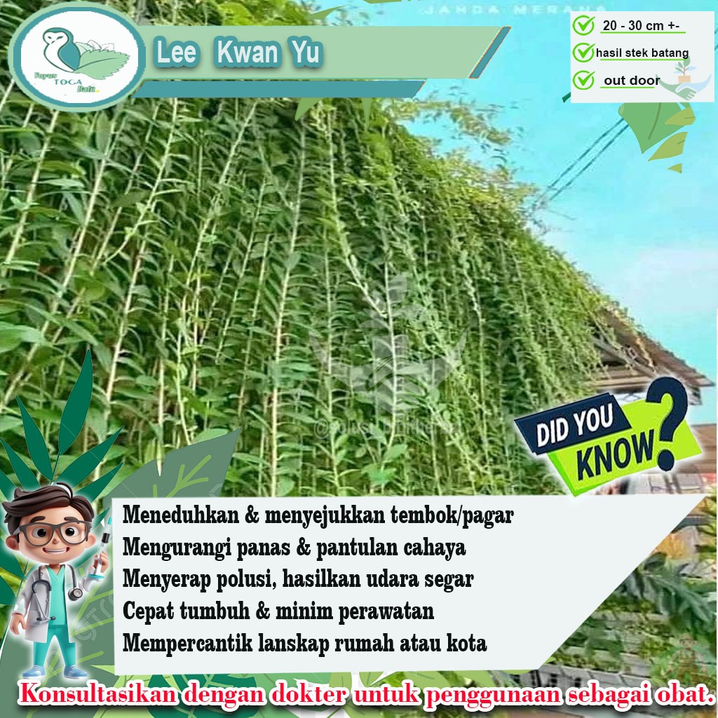 Lee Kwan Yew – Tanaman Rambat Penyerap Polusi
Nama Latin: Vernonia elliptica
Nama Lain: Curtain Cree