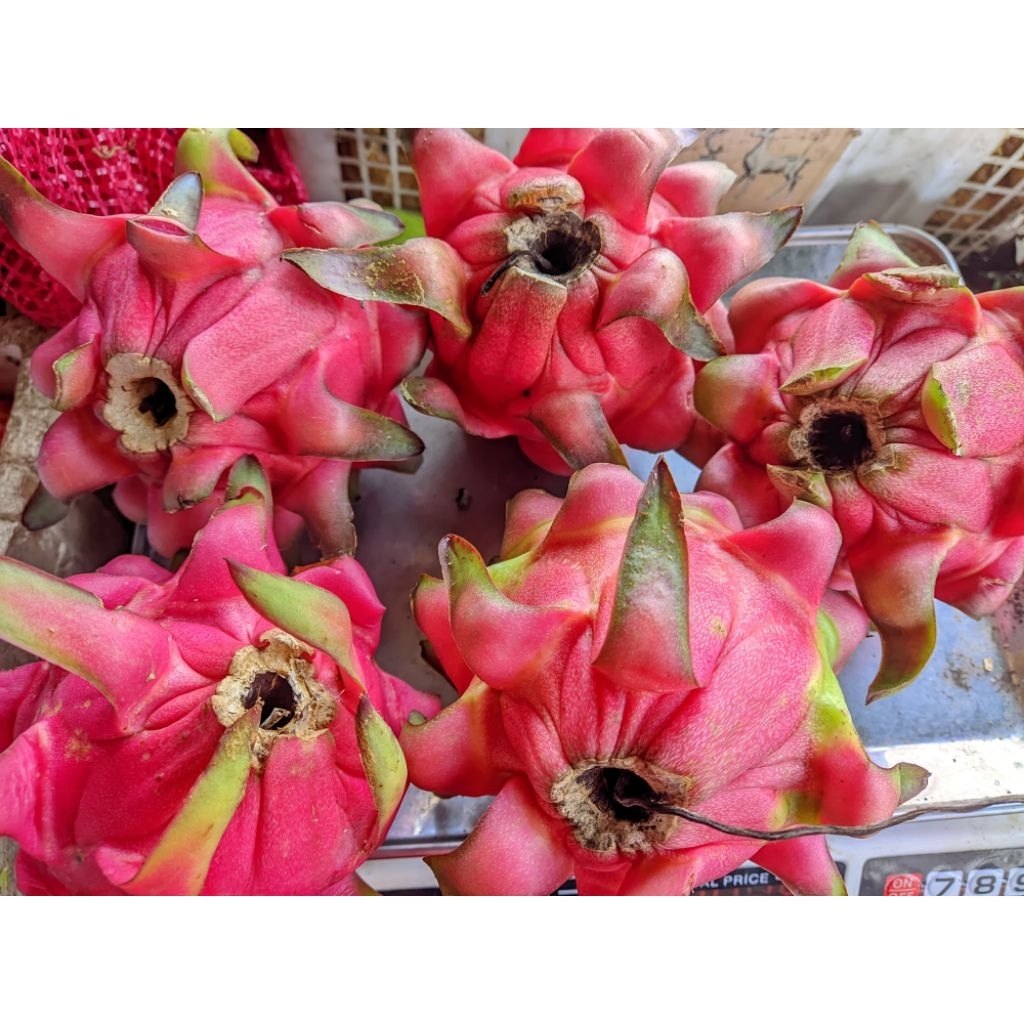 

Buah Naga Banyuwangi 1kg