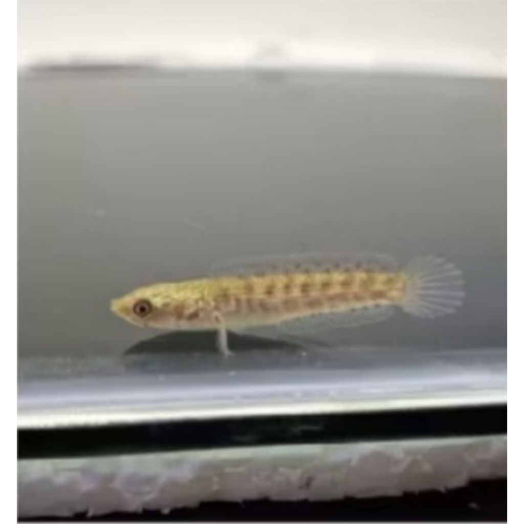 ikan channa auranti maculata