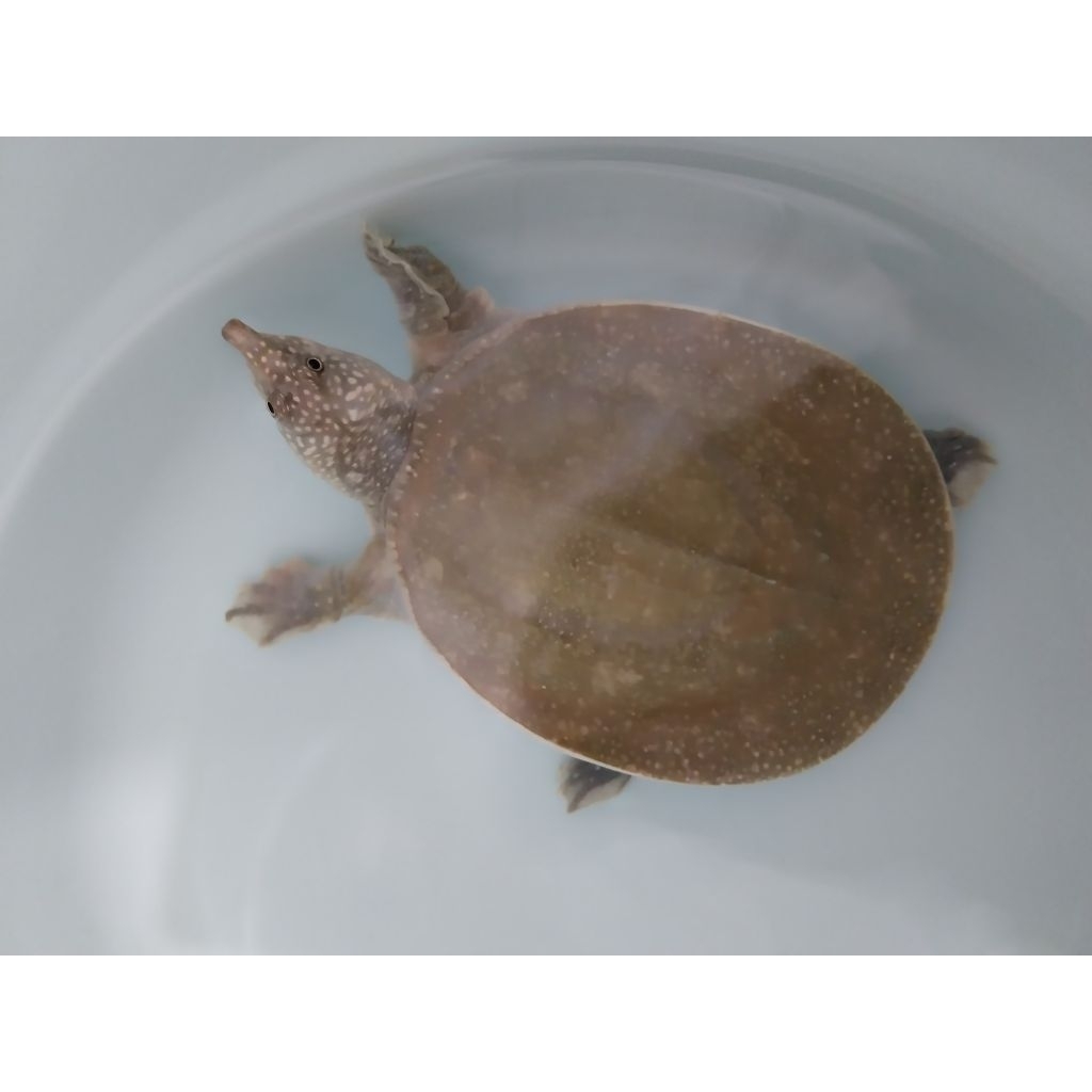 Bulus Labi Labi Amyda Morph Paradox