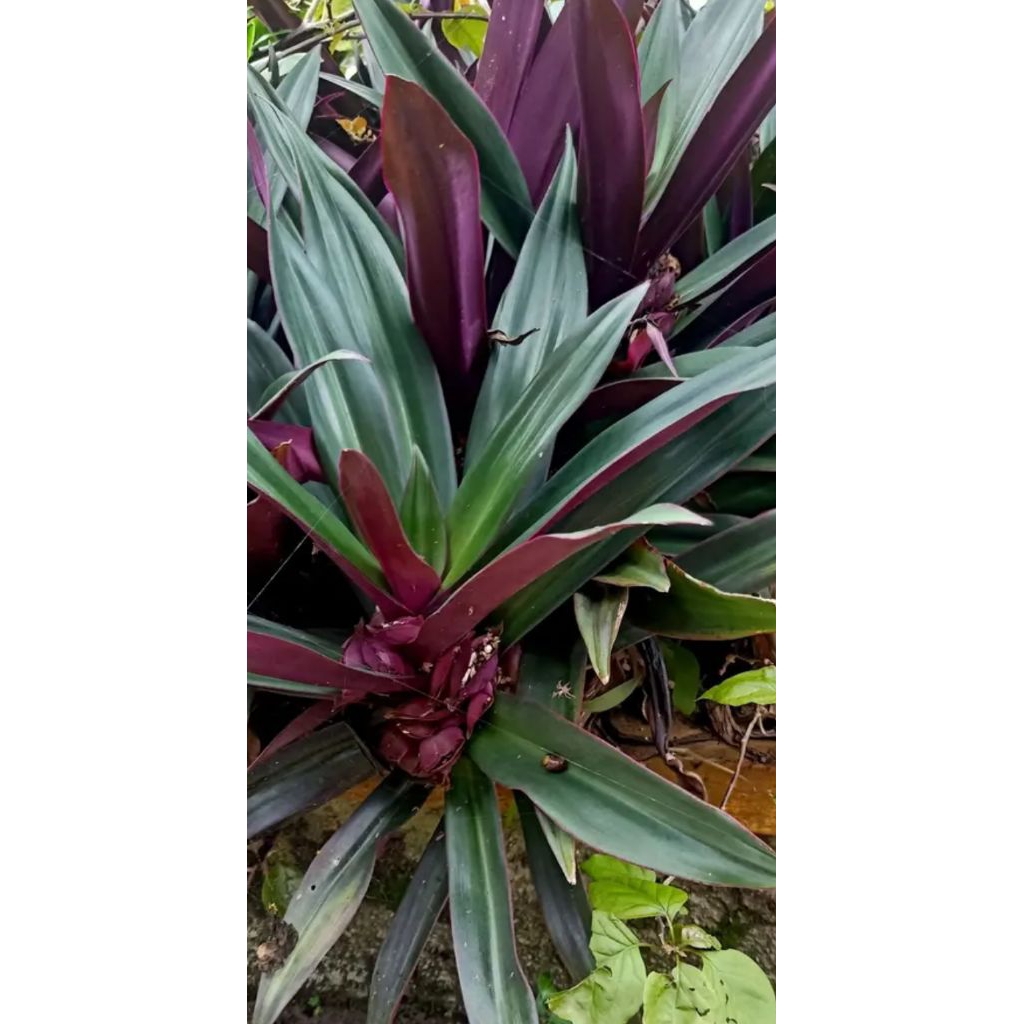 Tanaman Adam Hawa besar nanas kerang tradescantia spathace