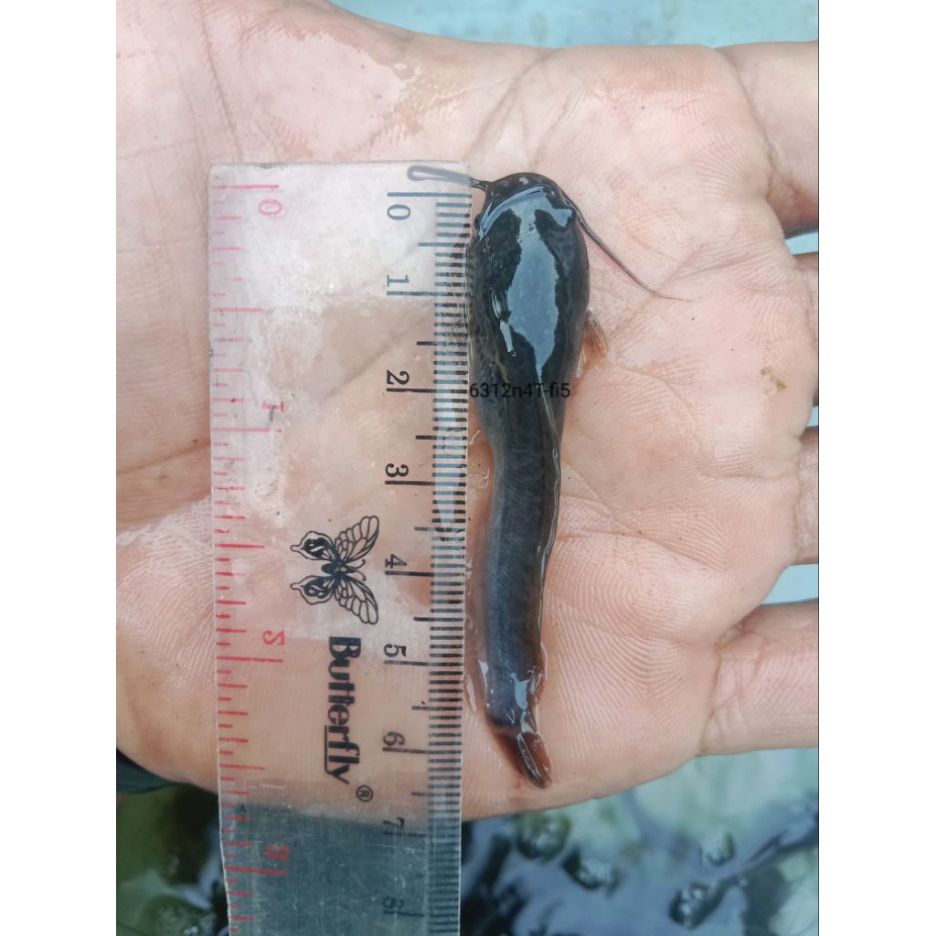BiBiT ikan lele/bibit lele ukuran 5-6 cm bibit sehat dan gesit