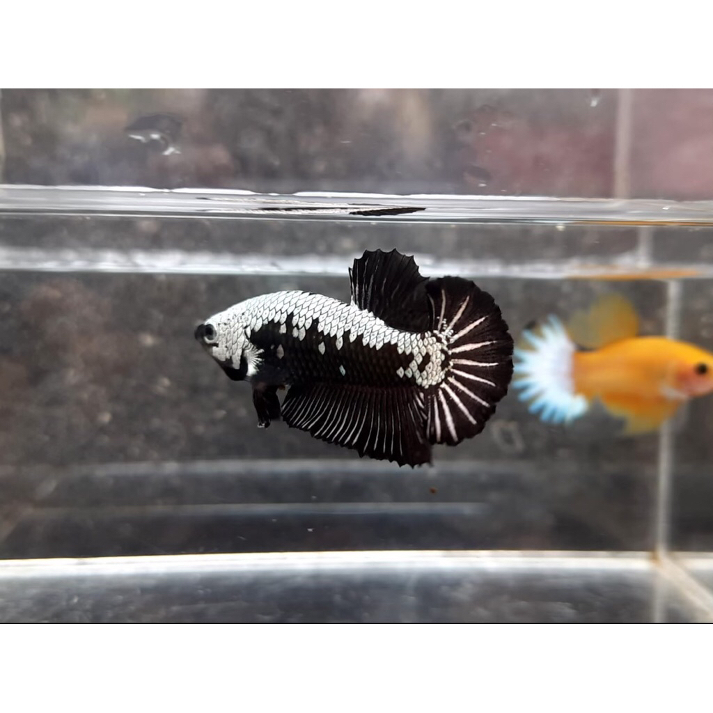 Sticker Ikan Cupang Black Samurai Male and Black Mamba Female