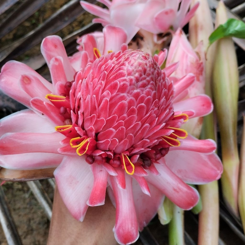 

Kecombrang Bunga Kecombrang Segar Honje per 1 Bunga Utuh