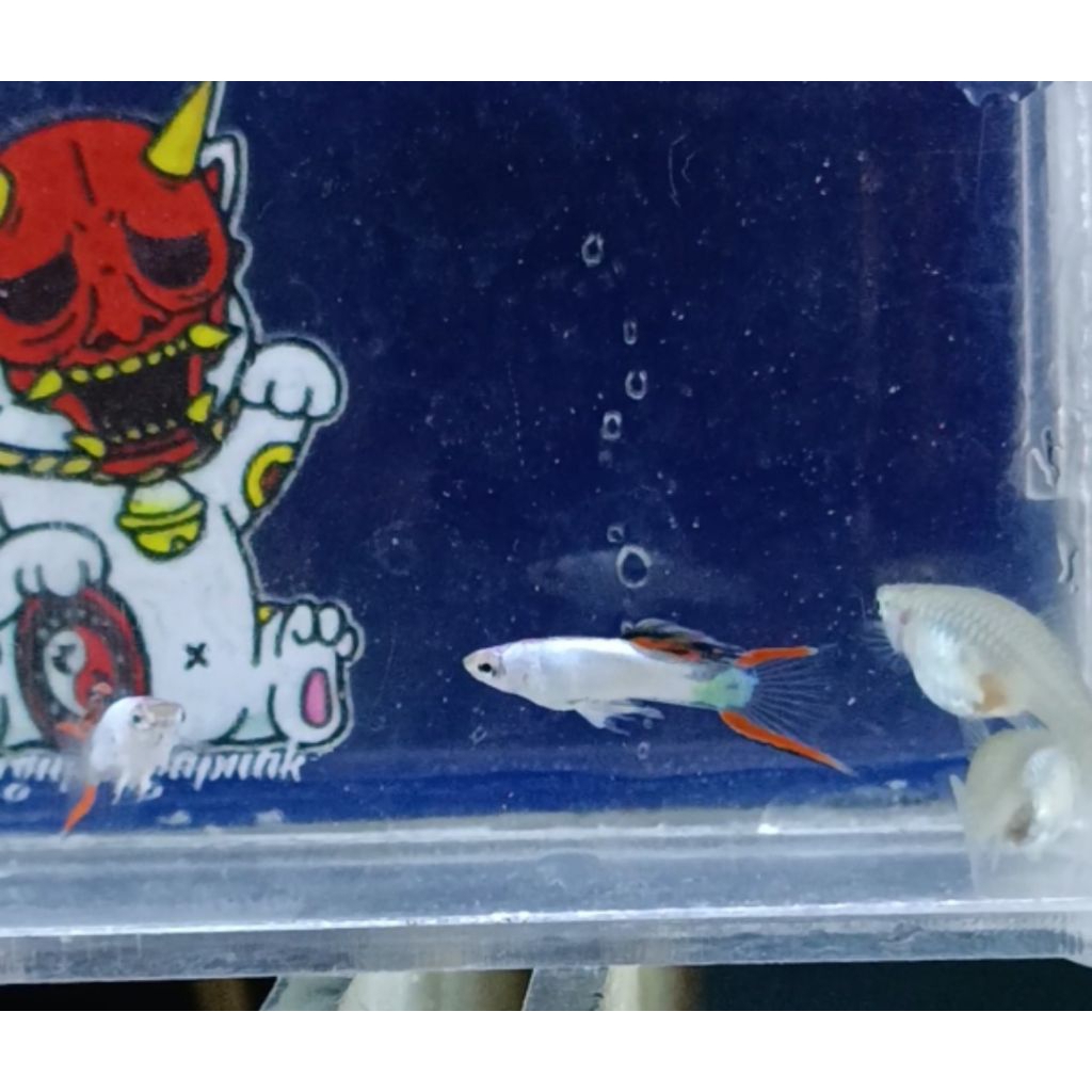 ENDLER SILVERADO RED TAIL