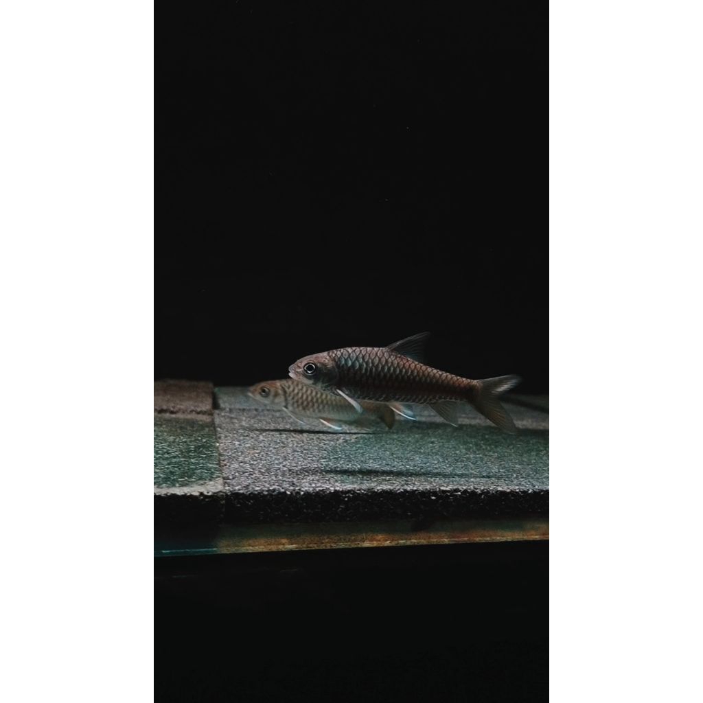 Blue Masheer Tor Tambroides Kalimantan 7-9cm